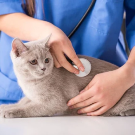 Điều trị và phòng ngừa bệnh FIP ở mèo