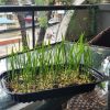 Cỏ mèo tươi nhà trồng