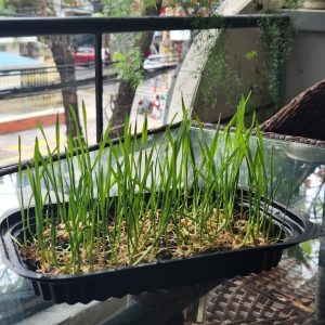 Cỏ mèo tươi nhà trồng