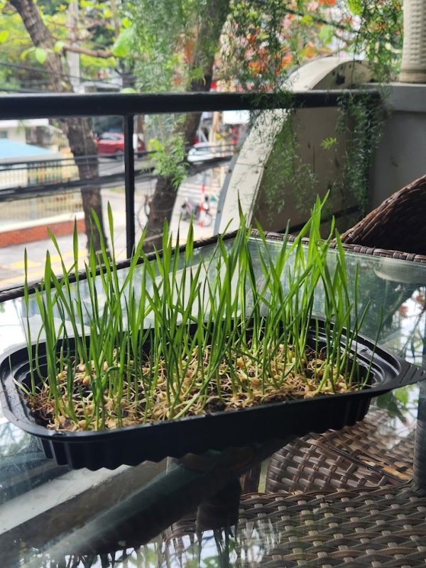 Cỏ mèo tươi nhà trồng