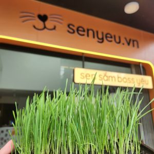 Cỏ mèo tươi SenYeu.VN