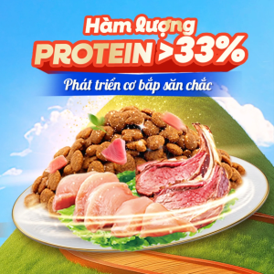 ham luong protein hat meo silver spoon