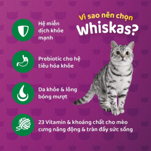 vi sao nen chon hat meo whiskas