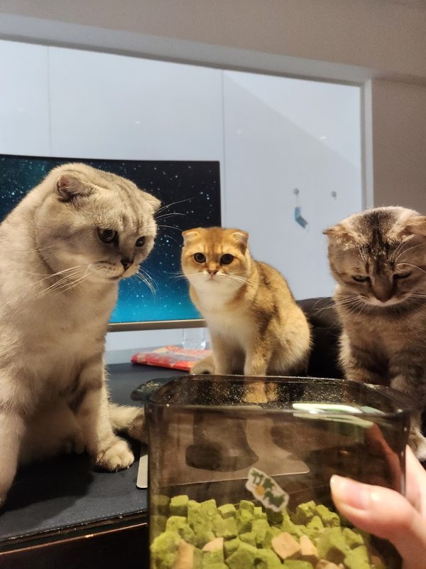 Muối Mứt Bi đợi ăn gà viên